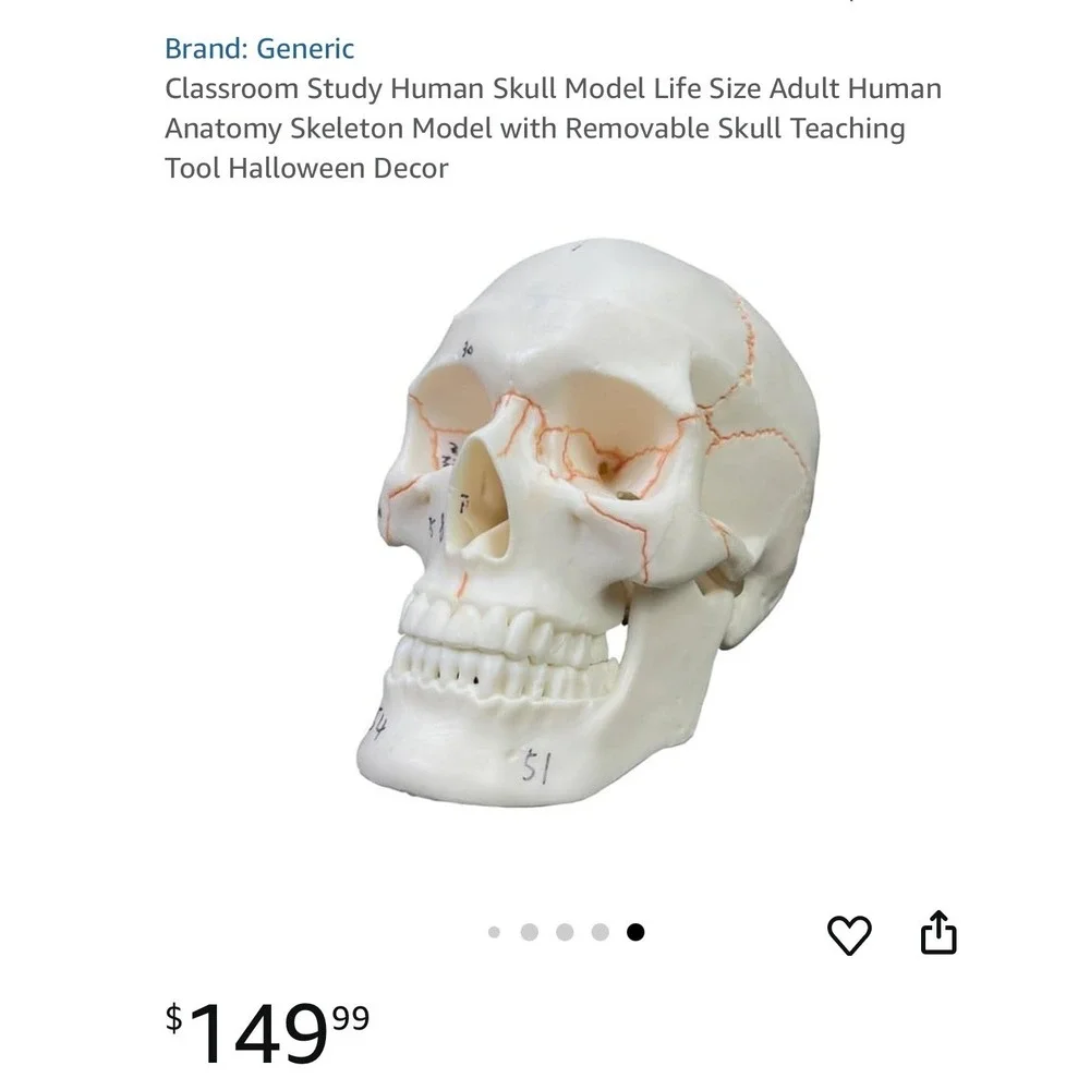 Classroom Study Human Skull Model Life‎ Size Adult Anatomy Skeleton Removeable